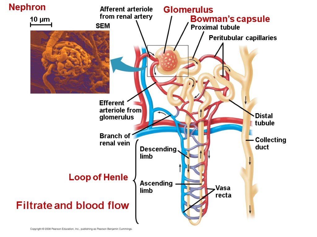 Nephron Afferent arteriole from renal artery Efferent arteriole from glomerulus SEM Branch of renal
